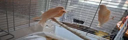 Canaries birds for sale: 3 young canaries hatched on 24.02.26 - Advert 3
