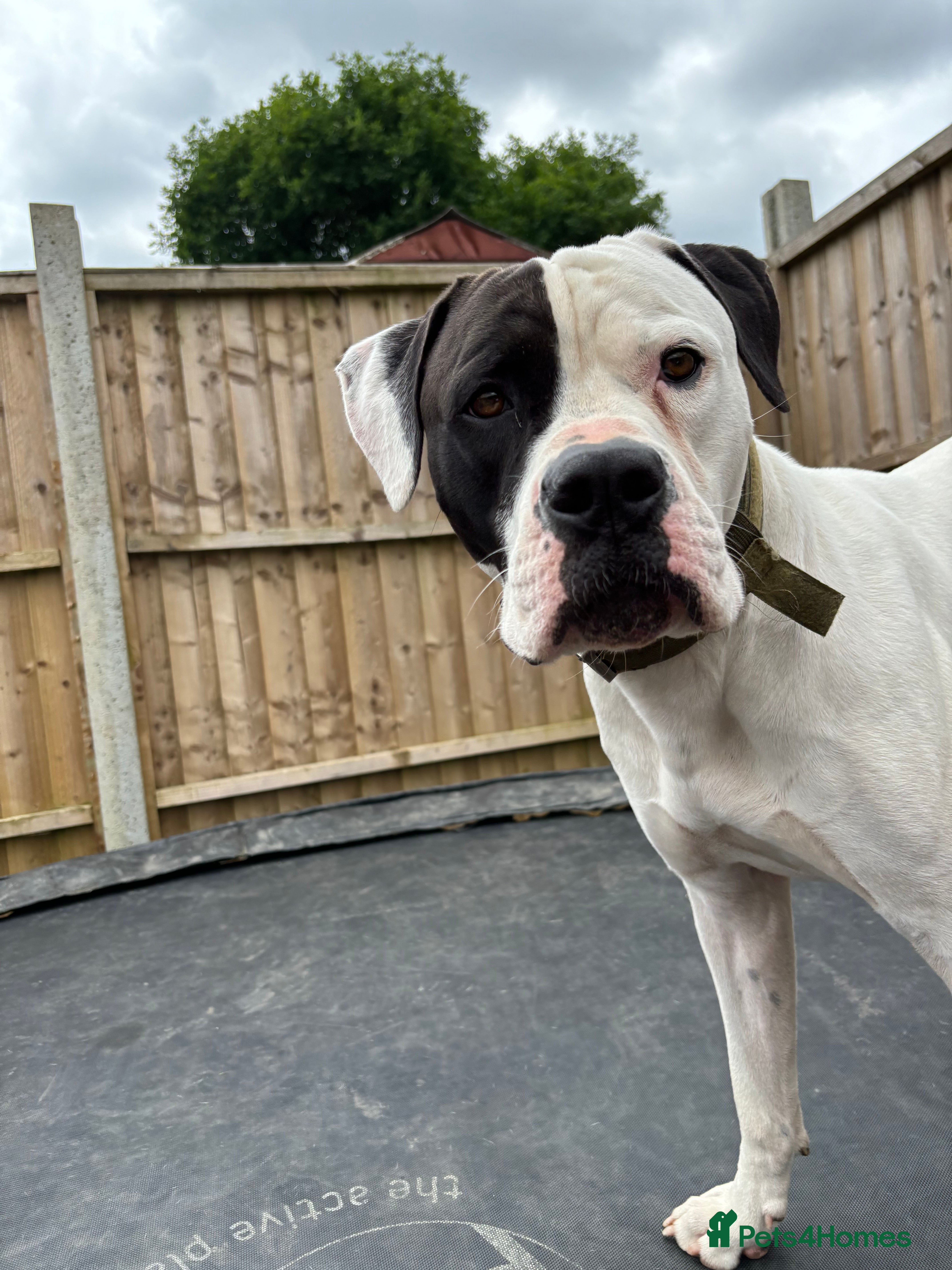 American Bulldog dogs Albie the American bulldog  - Advert 1