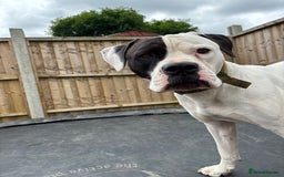 American Bulldog dogs for sale: Albie the American bulldog  - Image 1