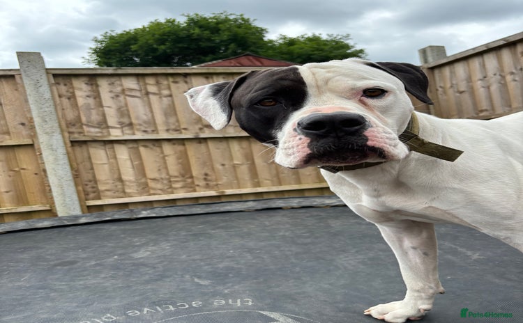 American Bulldog dogs - Advert 1