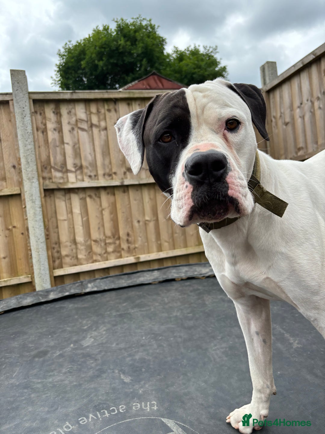 American Bulldog dogs for sale: Albie the American bulldog  - Image 1