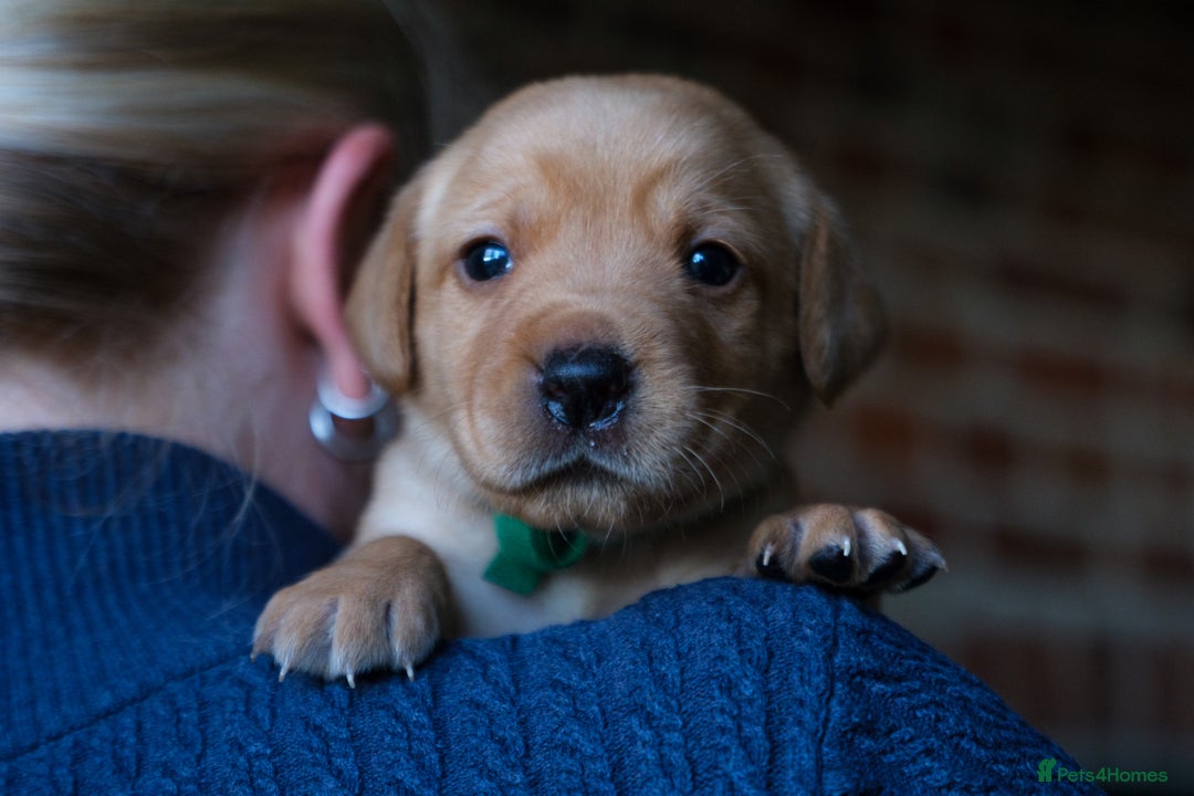 Labrador Retriever dogs for sale: KC registered yellow Labradors. Ready from 23 Dec - Advert 12