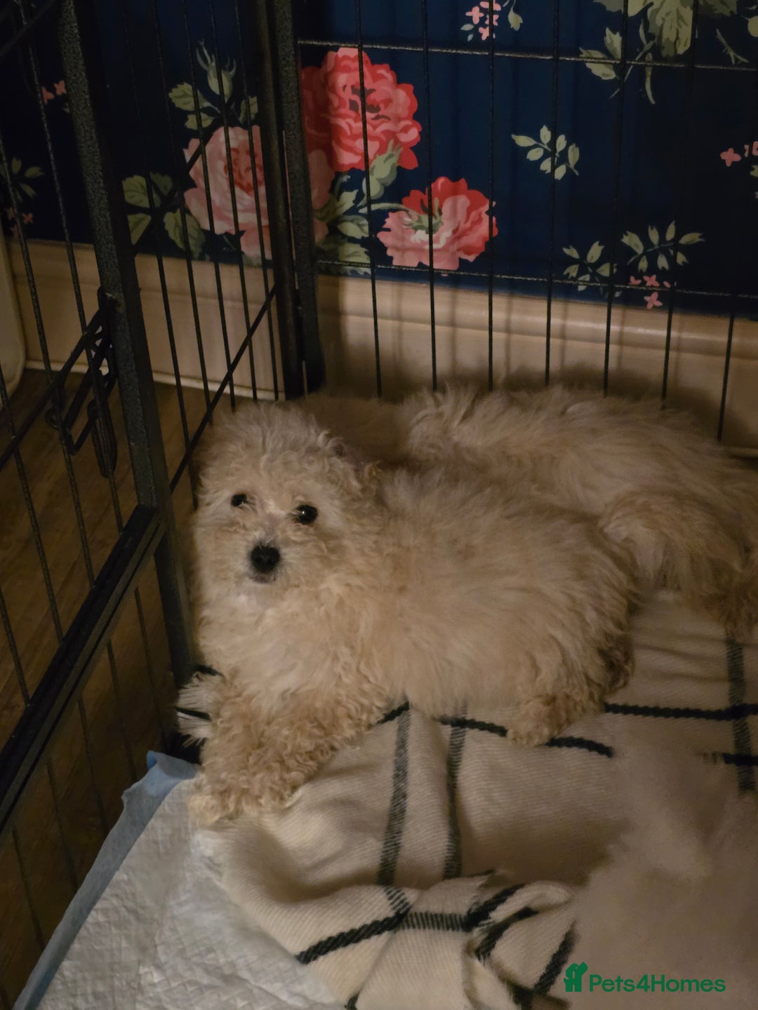 Poochon dogs for sale: Poochon  - Advert 6