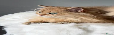 British Longhair 2