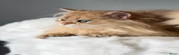 British Longhair cats for sale: British Shorthair or Longhair Godlen kittens  - Advert 25