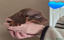 Miniature Dachshund dogs for sale: Looking for their forever 🏡 - Image 6