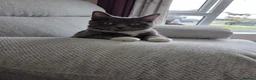 Mixed Breed cats for sale: Bonded Pair Cats Ronnie & Reggie *Free* - Advert 6