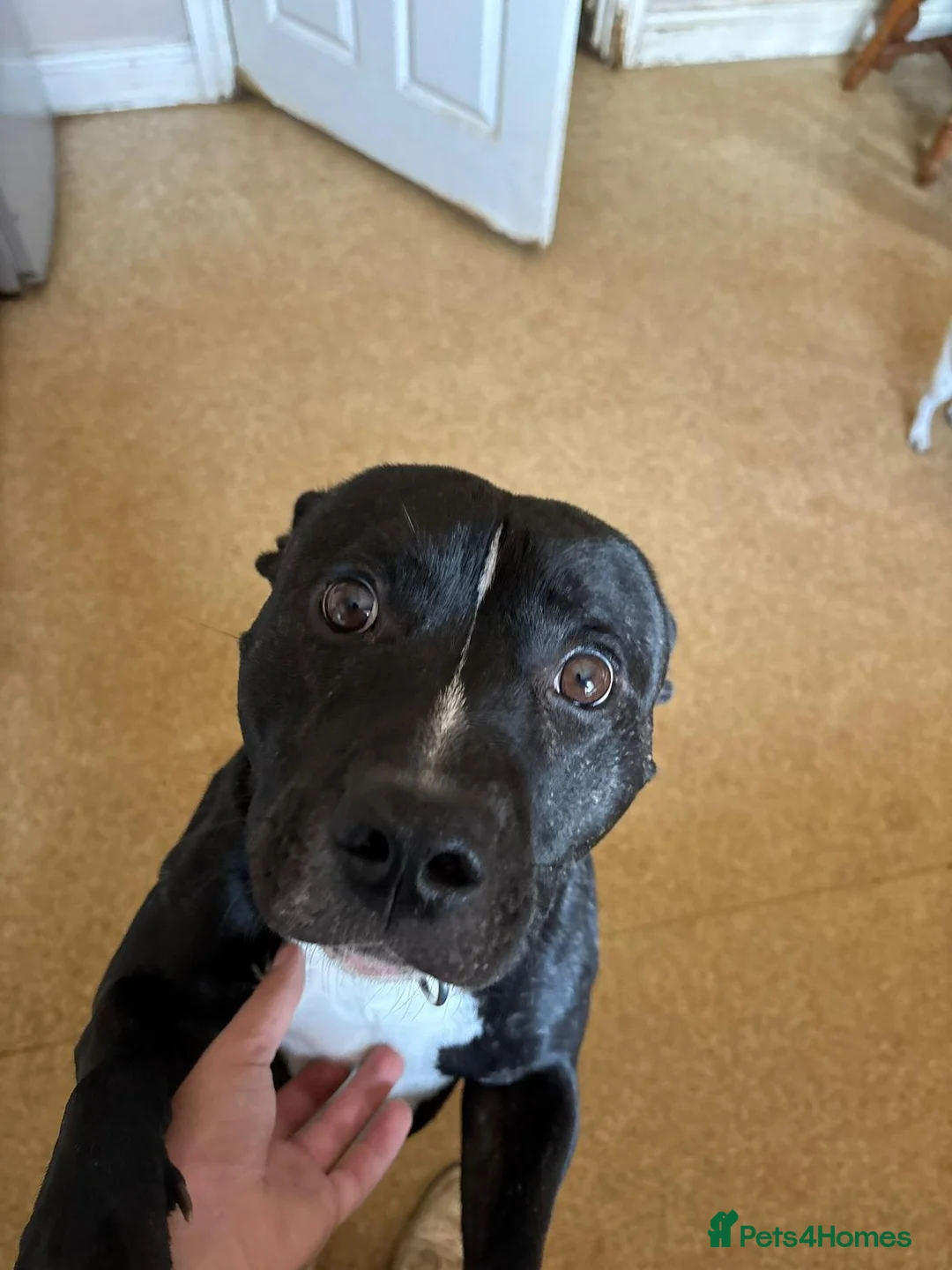 Staffordshire Bull Terrier dogs for sale: Staffordshire bull terrier  in Bristol - Advert 2