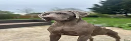 Weimaraner dogs for sale: Kc registered Silver Weimaraner puppies for sale  - Advert 17