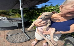 Italian Greyhound dogs for sale: Cooper beautiful silver grey very confident boy - Image 4