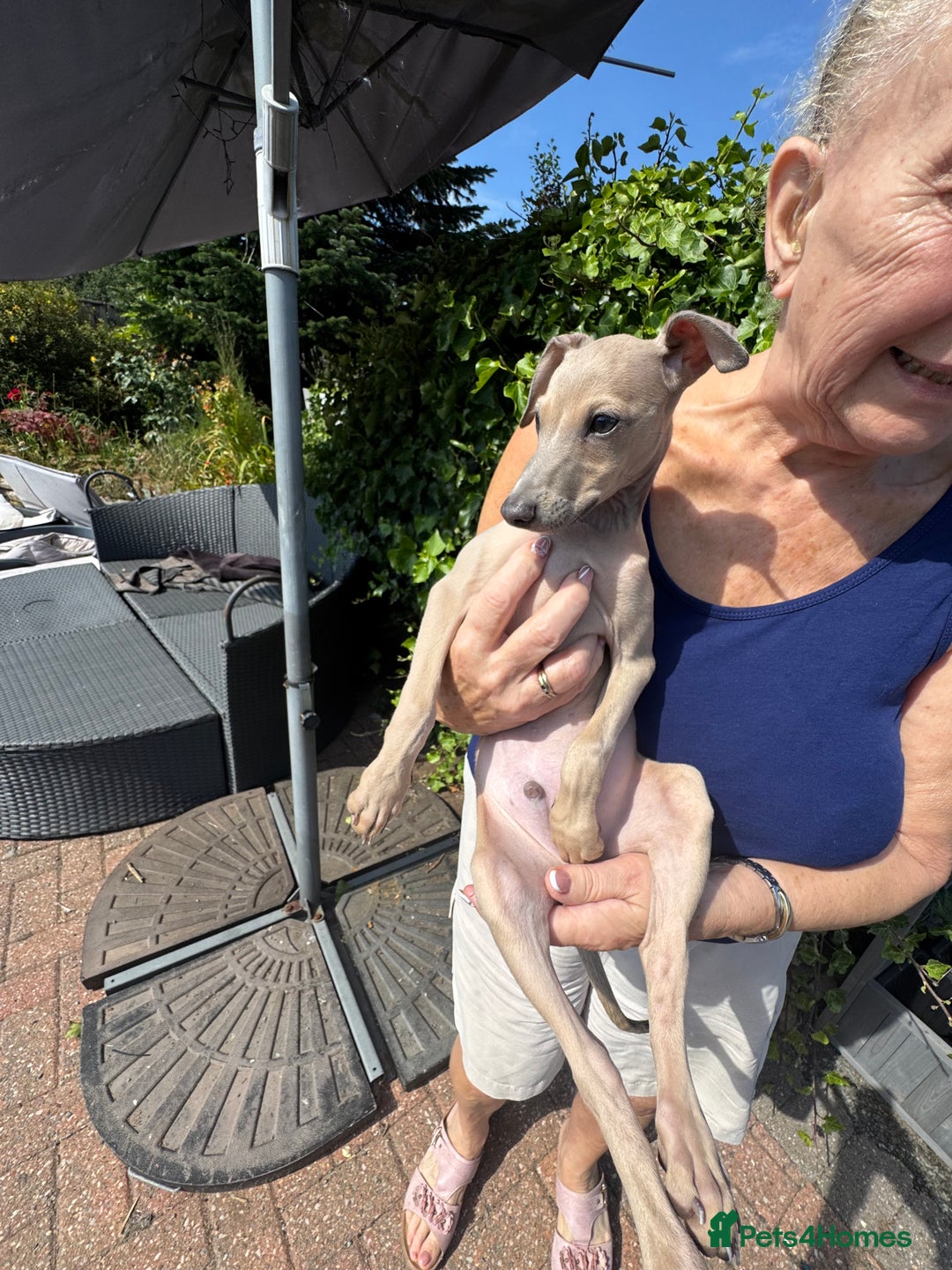 Italian Greyhound dogs for sale: Cooper beautiful silver grey very confident boy - Image 4