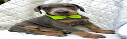 Dobermann dogs for sale: *KC REGISTERED* HEALTH TESTED DOBERMAN PUPPIES* - Advert 14
