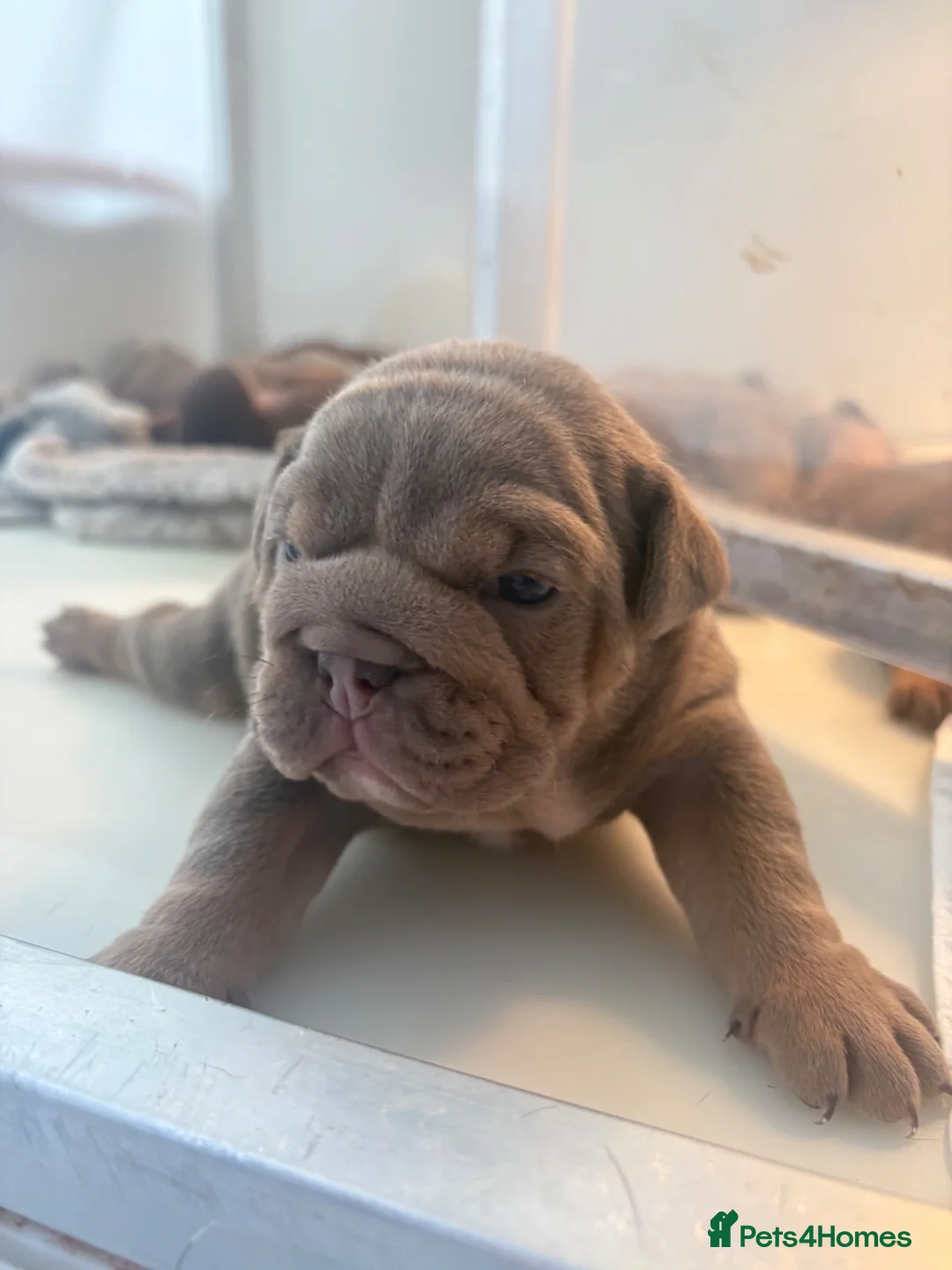 English Bulldog dogs for sale: Last of the litter 🥹 - Advert 7