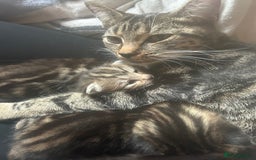 Bengal cats for sale: half bengal kittens  - Image 7