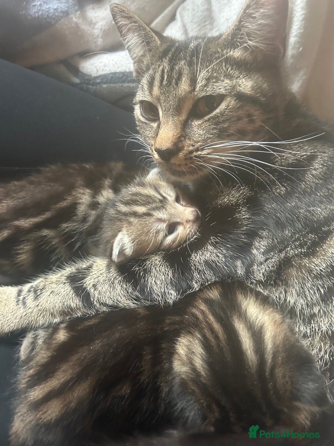 Bengal cats for sale: half bengal kittens  - Image 7