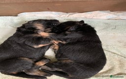 German Shepherd dogs for sale: Gorgeous German shepherd puppies - Image 6