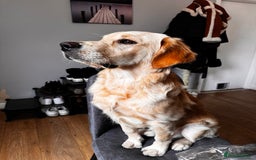 Golden Retriever dogs for stud: Proven Golden Retriever for Stud kC registered  in Doncaster - Image 3
