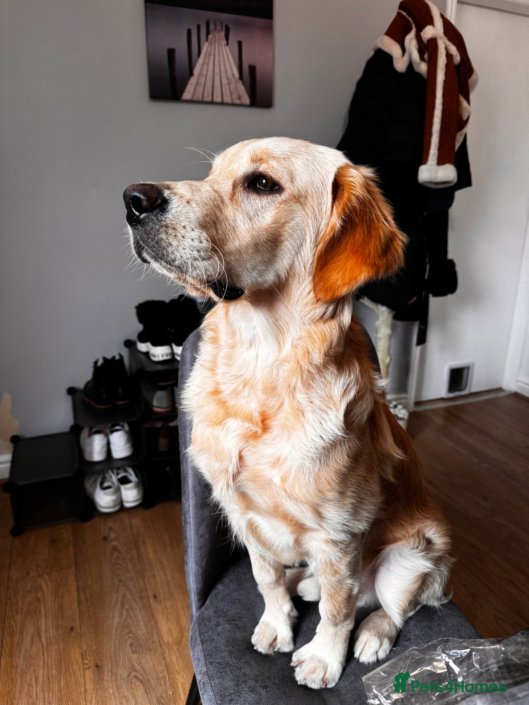 Golden Retriever dogs for stud: Proven Golden Retriever for Stud kC registered  in Doncaster - Image 3