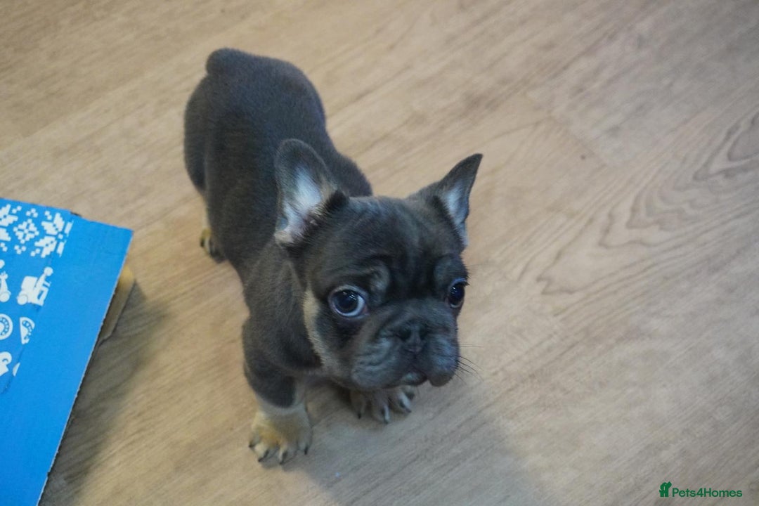 French Bulldog dogs for sale: French bulldog 2 males.One full pink,one blue tan - Advert 5