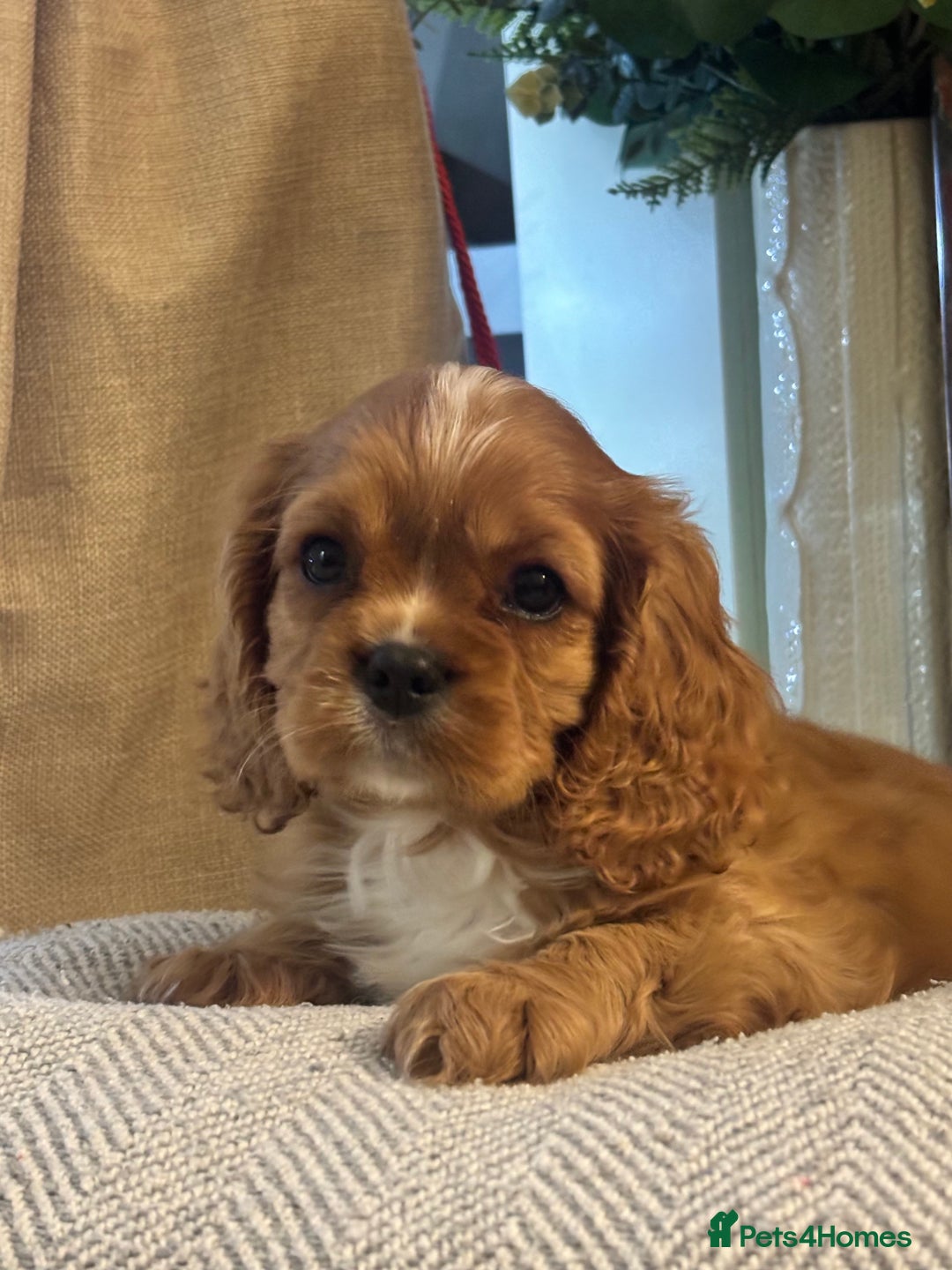Cavalier King Charles Spaniel dogs for sale: Stunning King Charles Cavalier Puppies - Advert 4