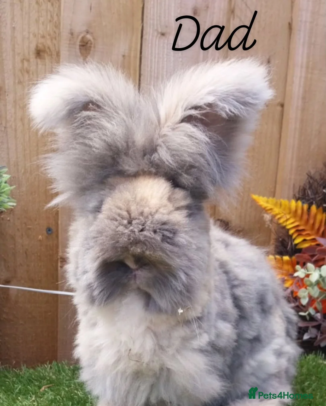 Angora rabbits for sale: 4 Beautiful Full faced Angoras Boys  - Advert 3