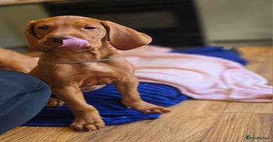 Hungarian Vizsla dogs - Advert 4