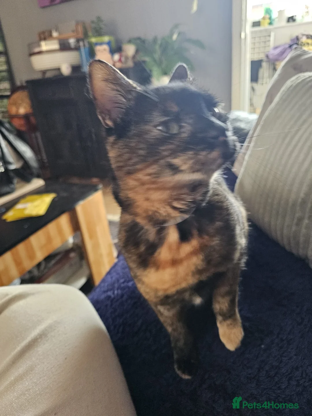 Mixed Breed cats for sale: Need to re-home cat mokka  - Advert 2