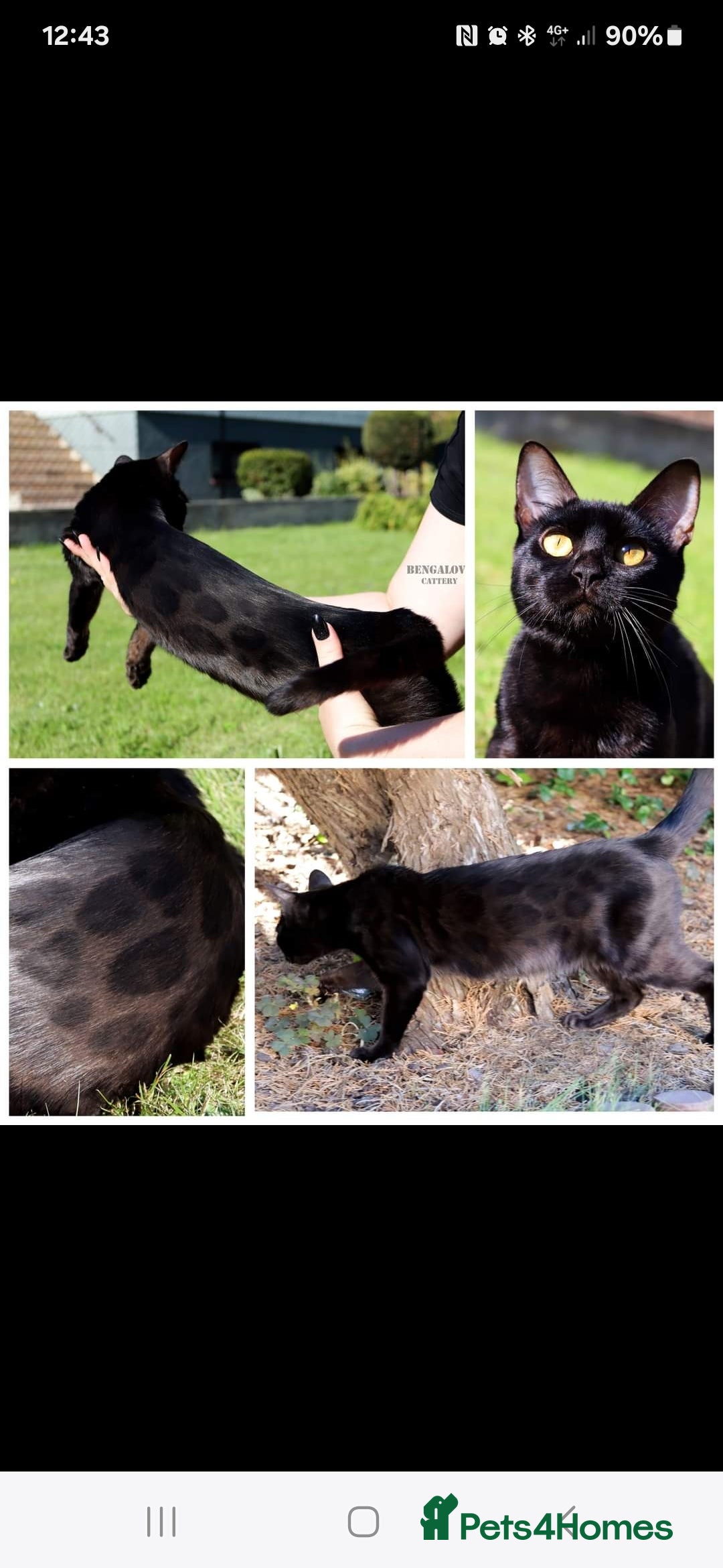 Bengal cats for sale: Bengal Kittens Tica Registered  - Image 27
