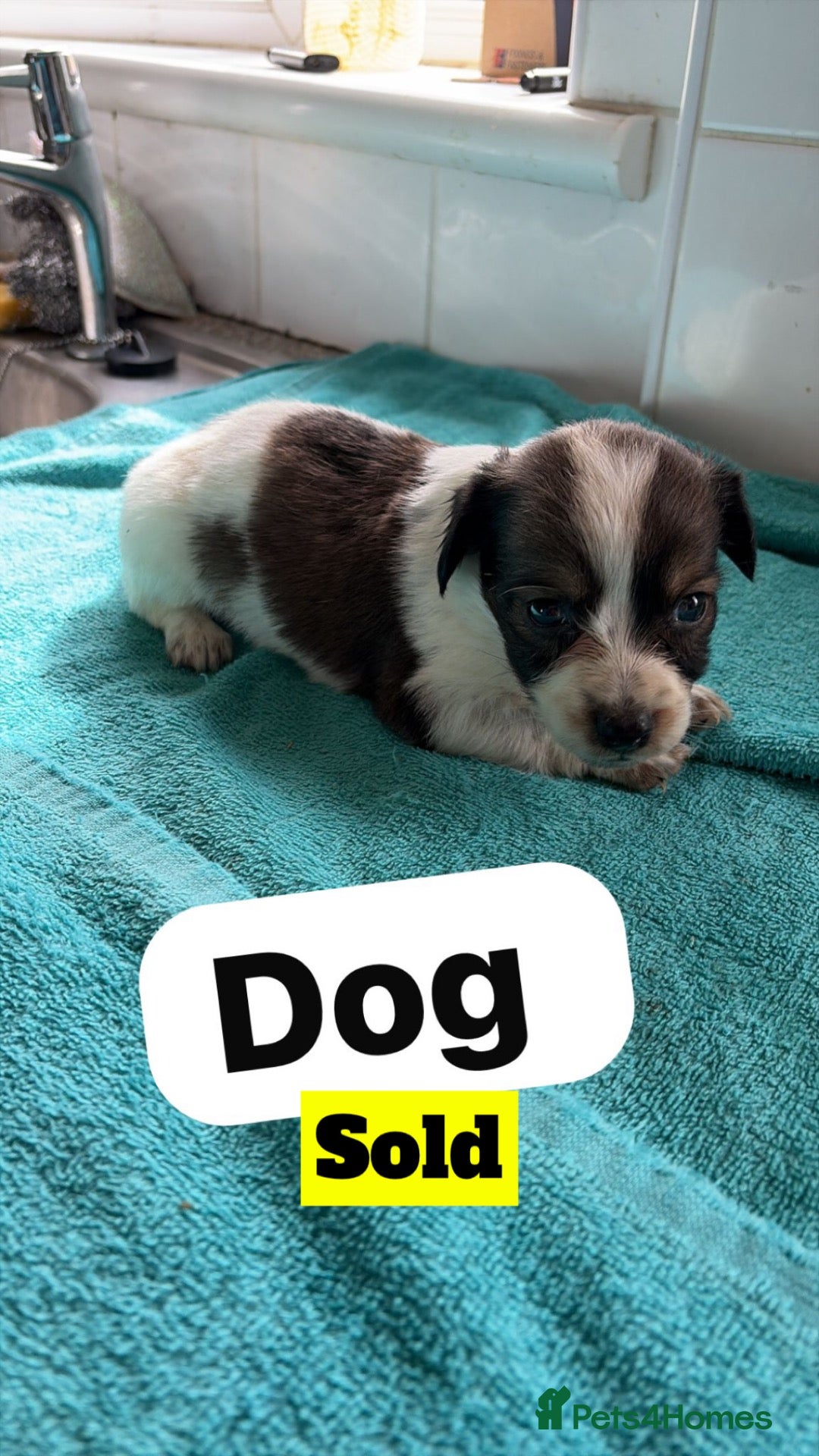 Jack Russell dogs Jack Russell pups - Advert 2