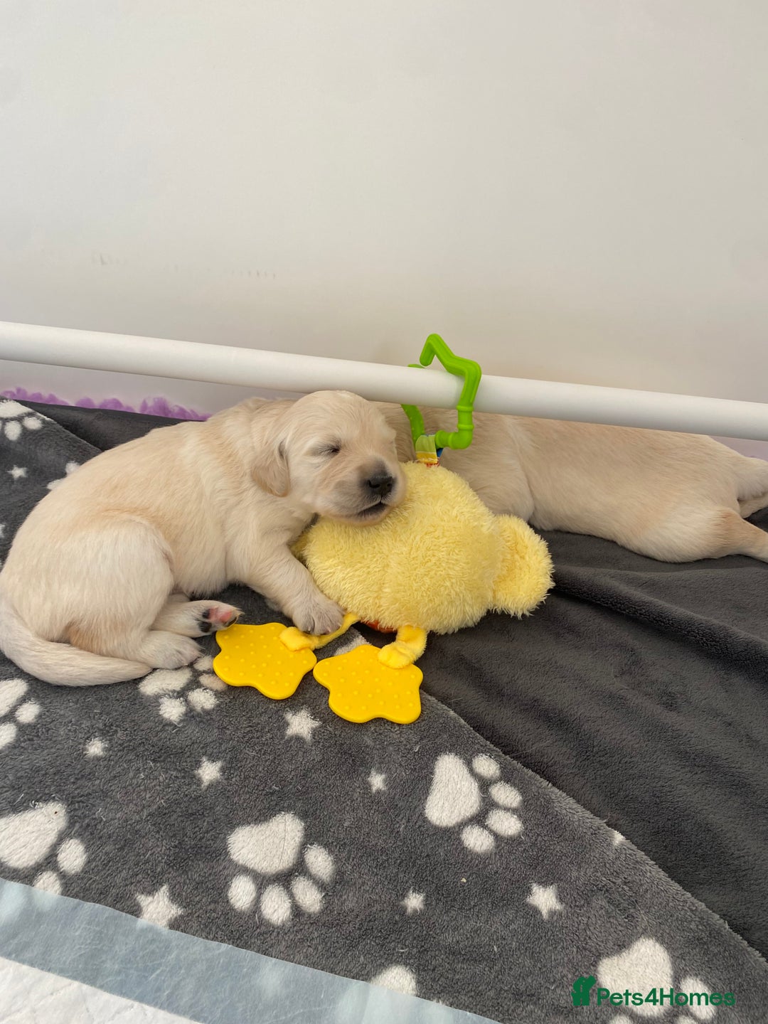 Golden Retriever dogs for sale: Fluffy Cream & Gold Golden Retriever Puppies - Image 13