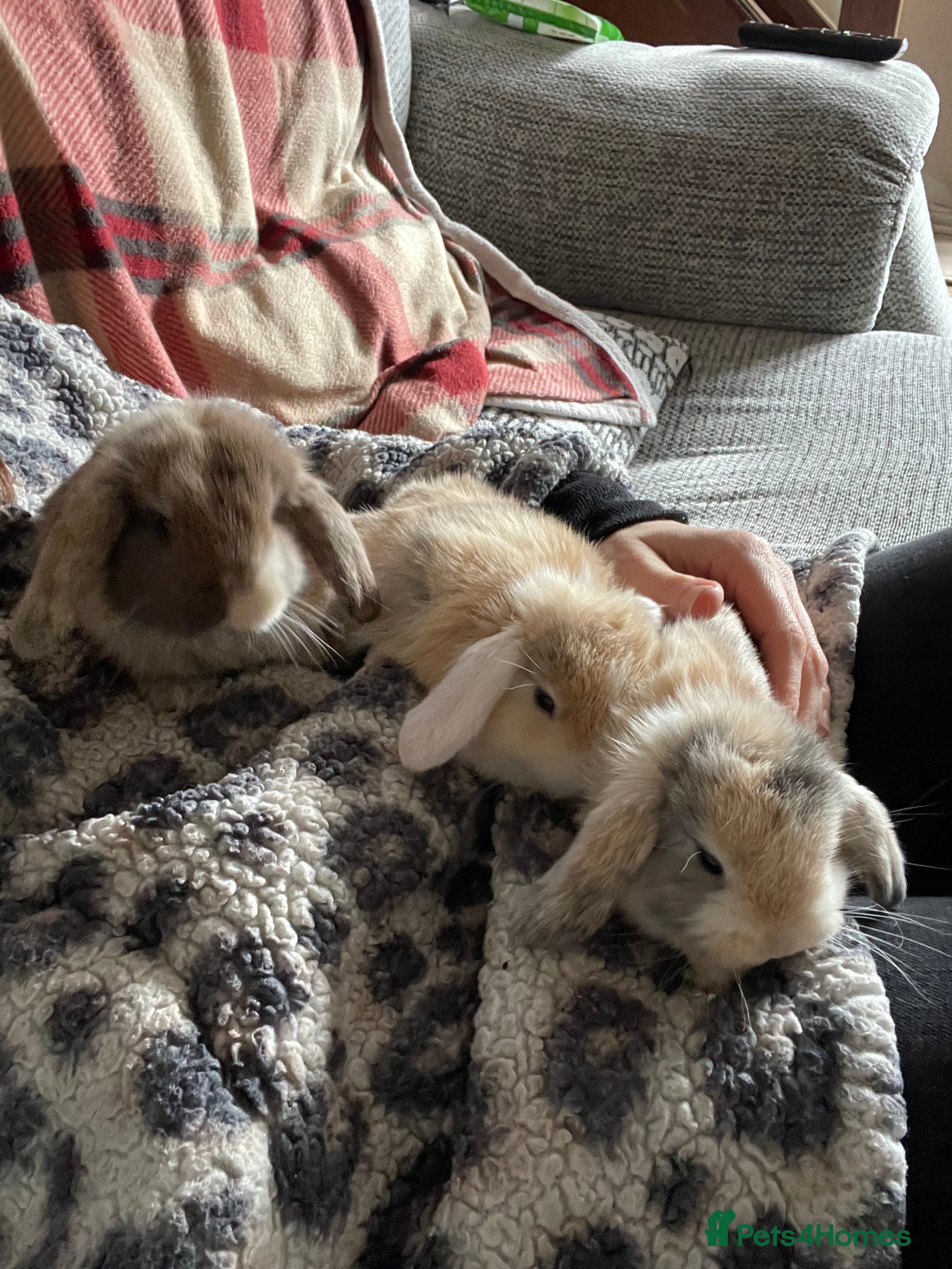 Mini Lop rabbits Mini Lop kits - Advert 10