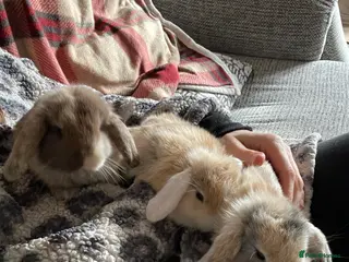 Mini Lop rabbits Mini Lop kits - Advert 10