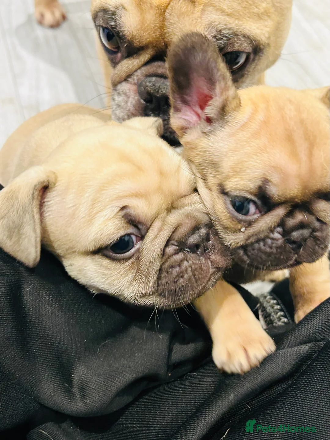 French Bulldog dogs for sale: French Bulldog Puppies - Fawn/Cream - Advert 32