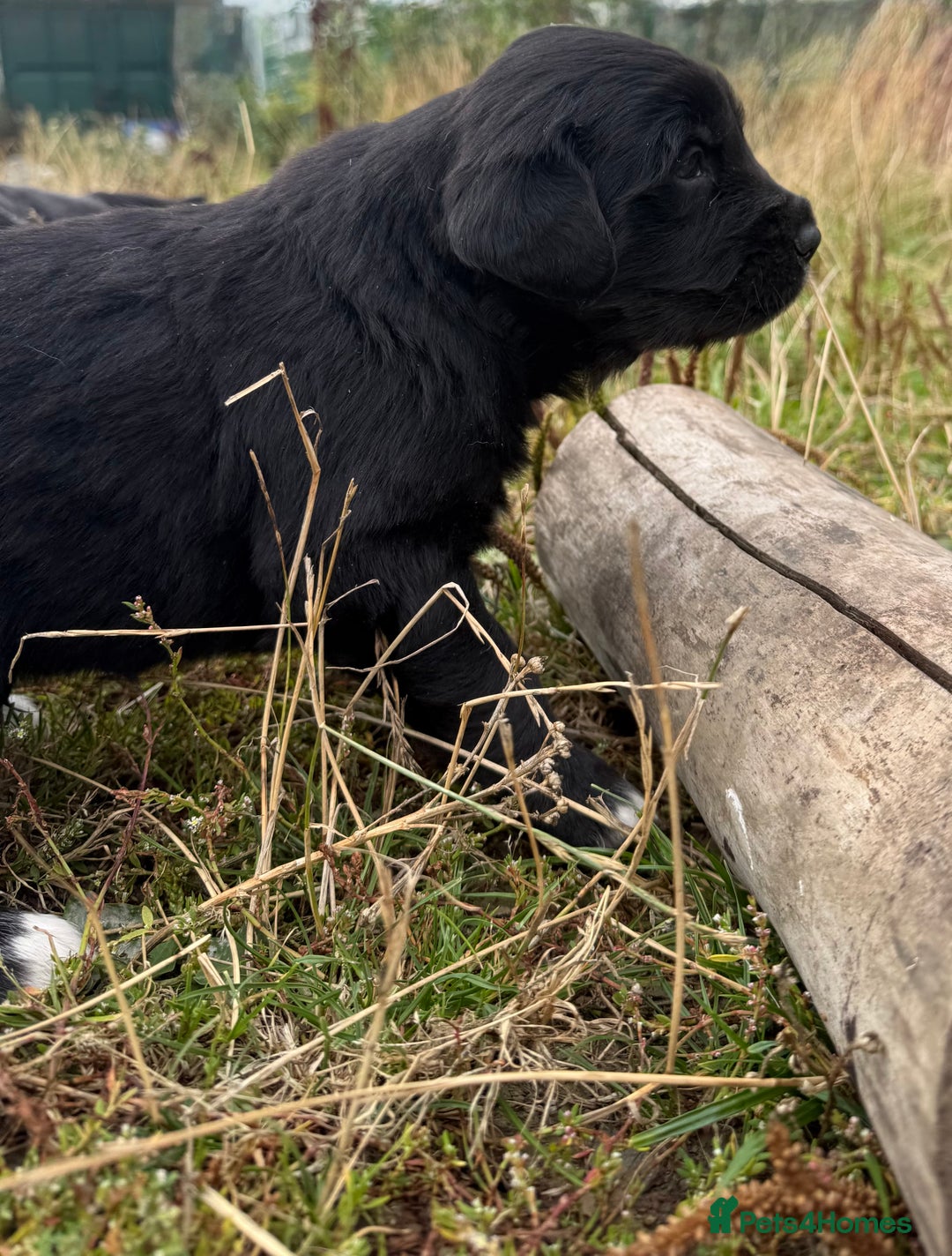 Mixed Breed dogs for sale: Bernese X Golden Retriever Puppies - Image 12