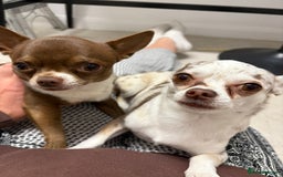 Chihuahua dogs for stud: Super tiny apple head chihuahua for stud  - Image 4
