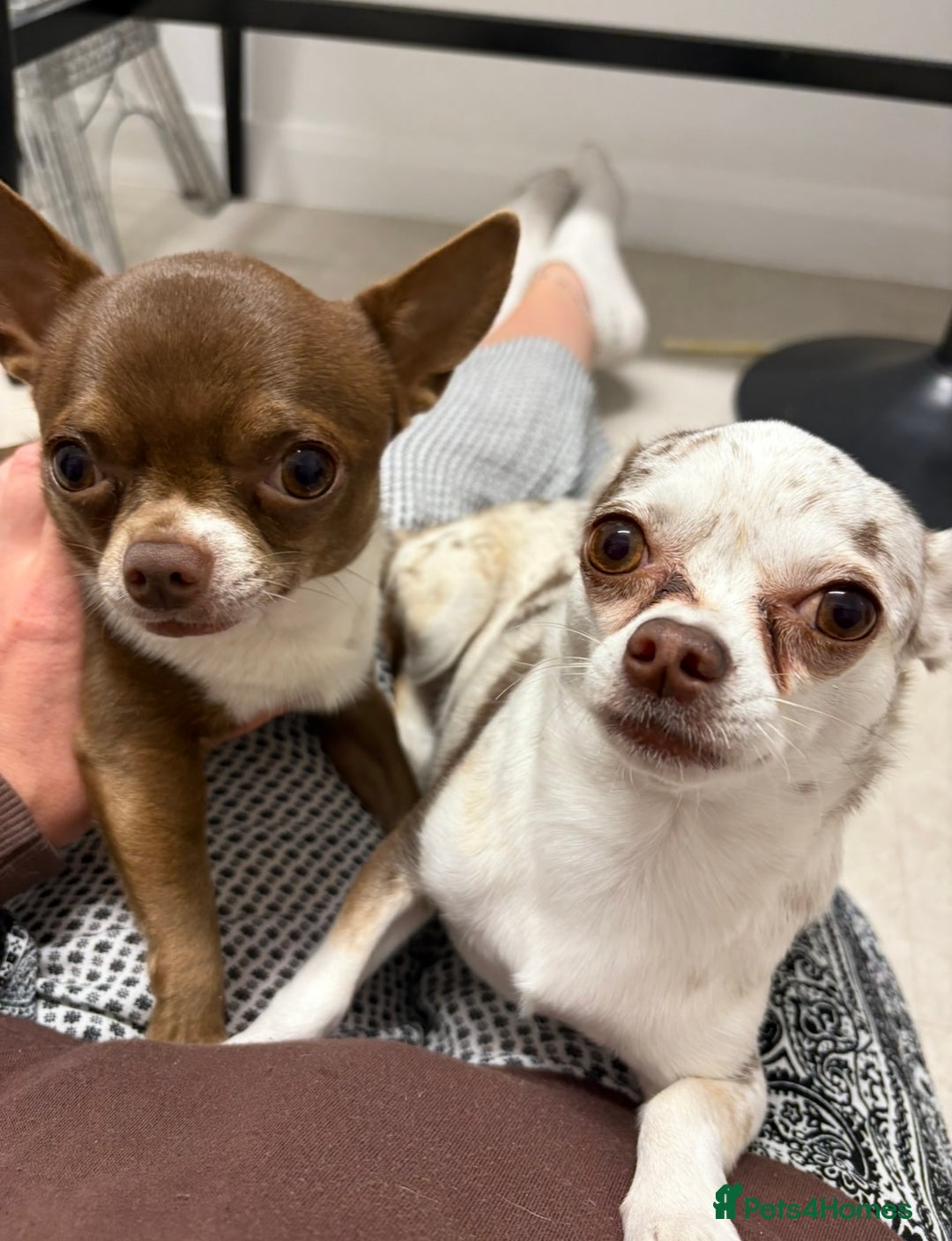 Chihuahua dogs for stud: Super tiny apple head chihuahua for stud  - Image 4