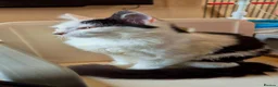 Mixed Breed cats for sale: Black and white cat for new home - Advert 2