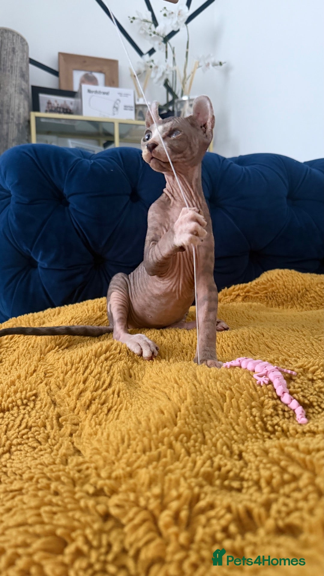 Sphynx cats Last minute Cancellation by previous owner  🏡❤️ - Advert 1