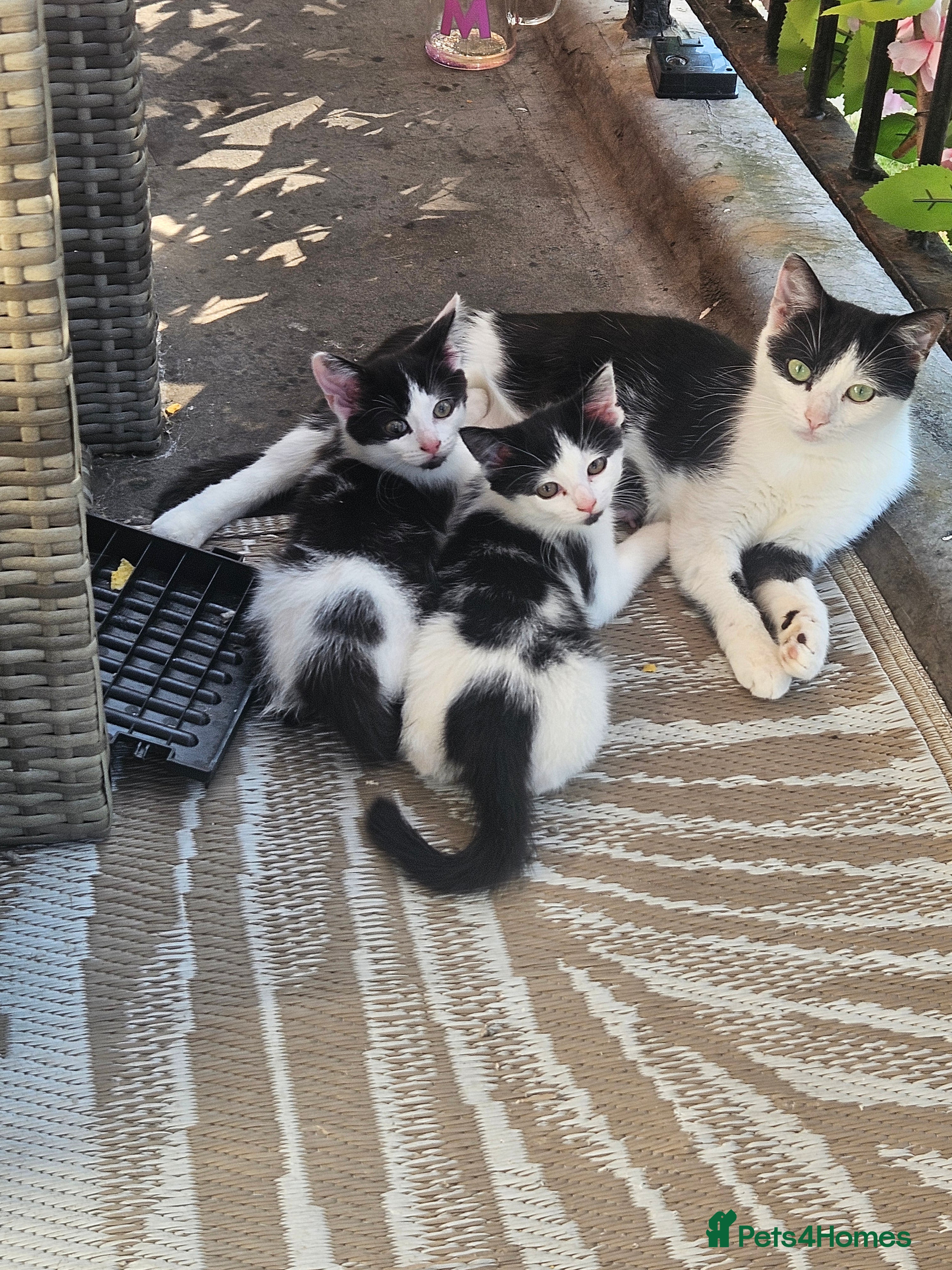 Mixed Breed cats Kittens  - Advert 2