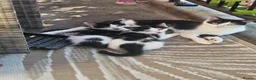 Mixed Breed cats for sale: Kittens  - Advert 5