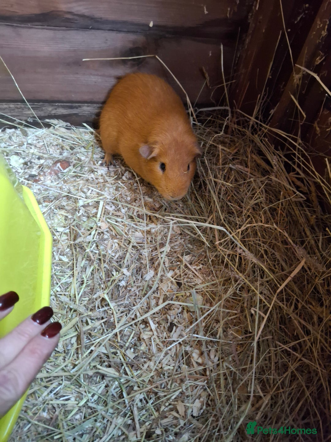 Guinea Pig rodents for sale: guinea pigs boys * still available 14th November** - Advert 4