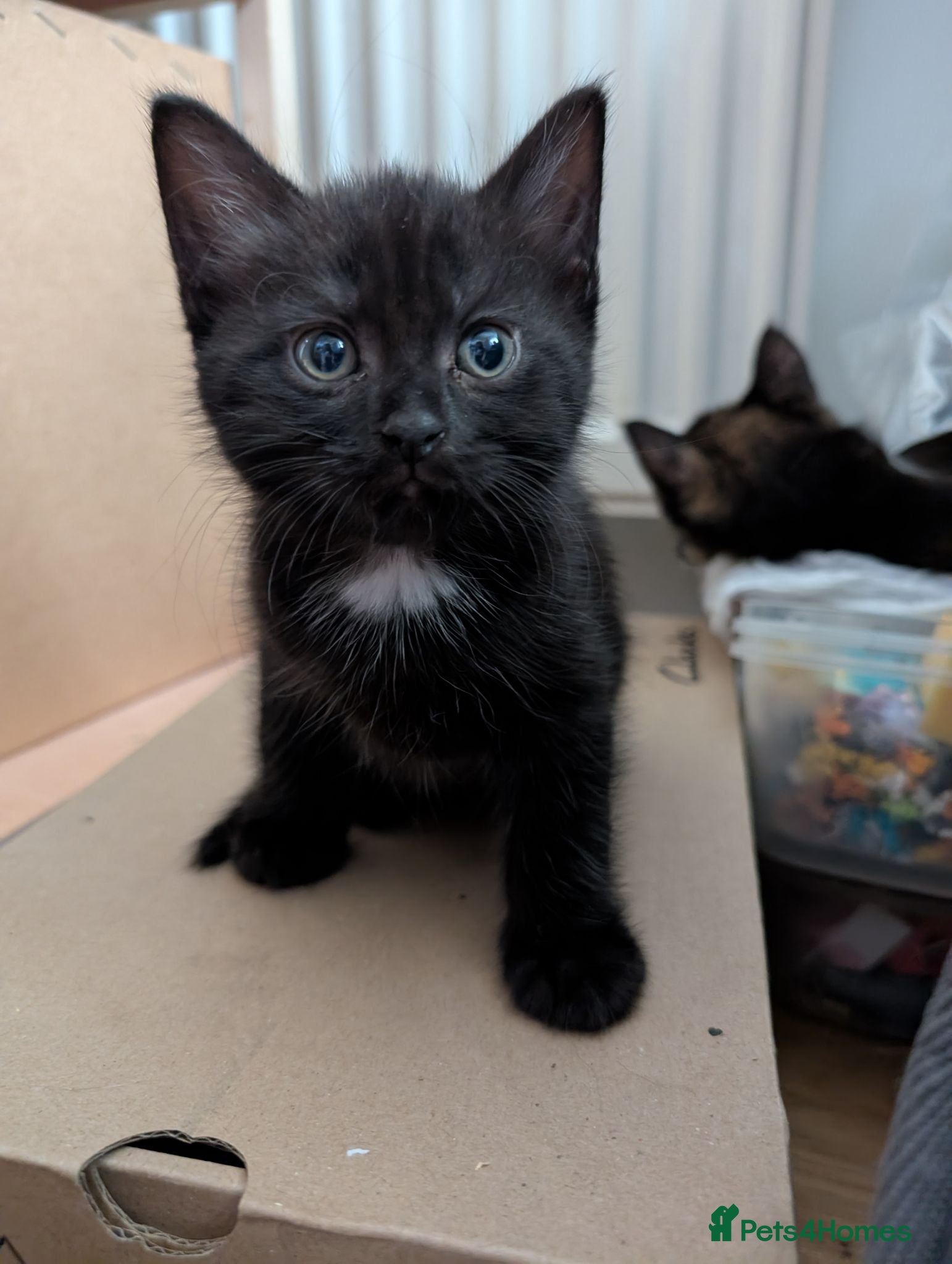 Mixed Breed cats 1 boy kitten: shadow tabby with white chest. - Advert 7