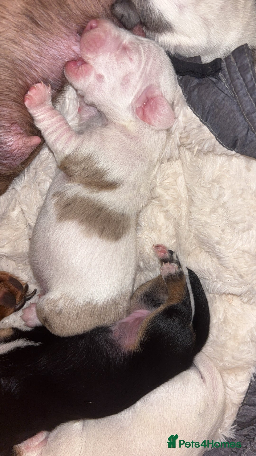 Dachshund dogs for sale: Dachshund-miniature  - Advert 7