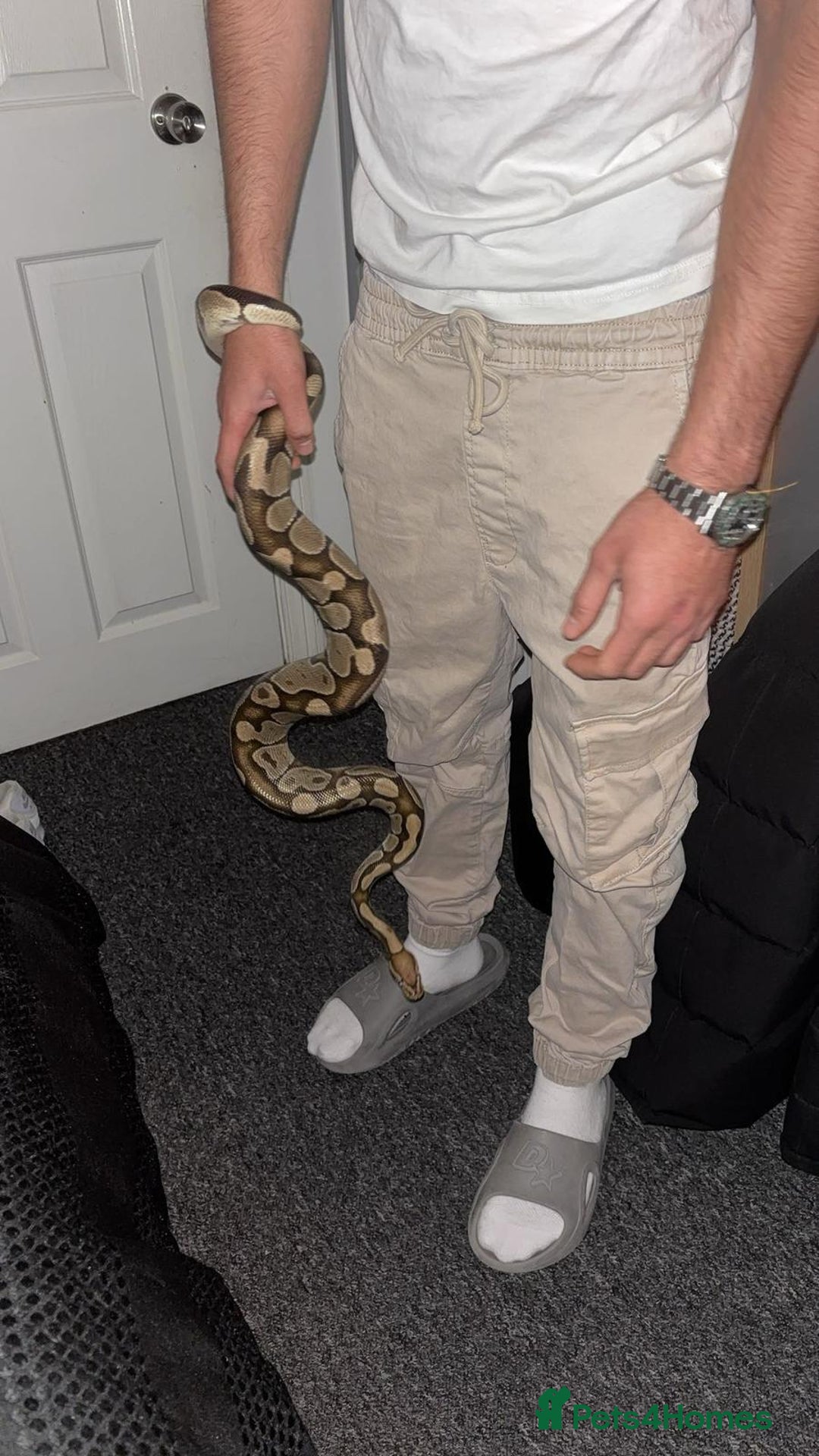 Python Snake reptiles for sale: Royal python - Advert 2