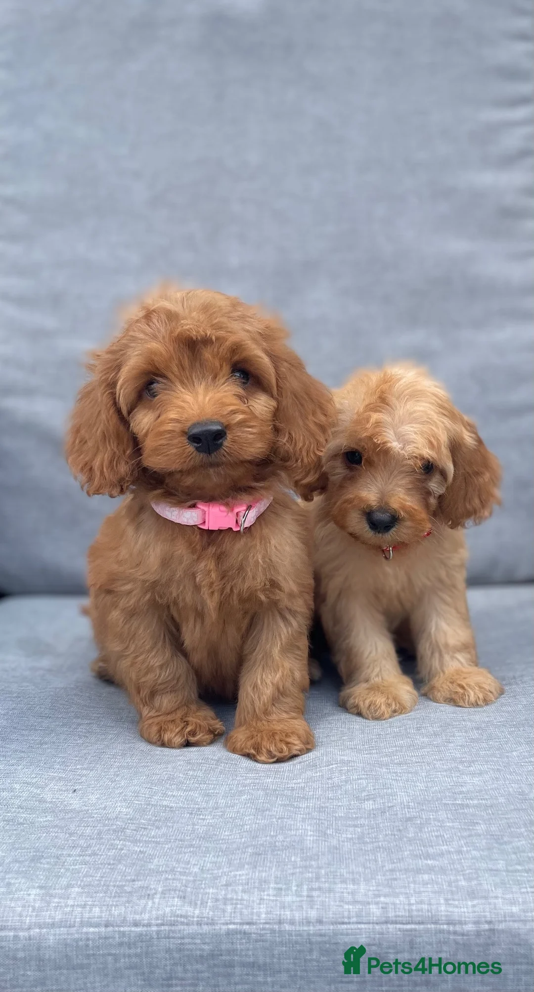 Cockapoo dogs for sale: Beautiful F1 cockapoos  - Advert 2