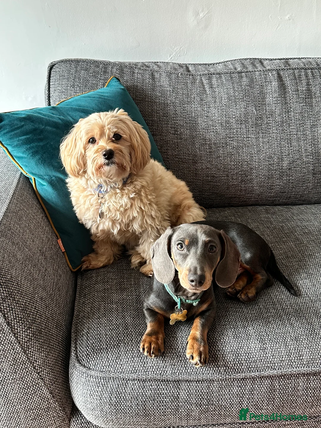 Miniature Dachshund dogs for sale: Short hair Male Miniature Dachshund  - Advert 2