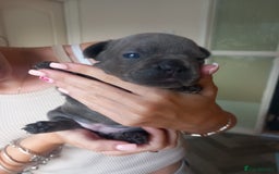 French Bulldog dogs for sale: REDUCED French Bull Dog Pups  - Image 17