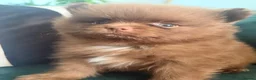 Pomeranian dogs for sale: Blue eyed Pomeranian pups  in Ramsgate - Advert 17