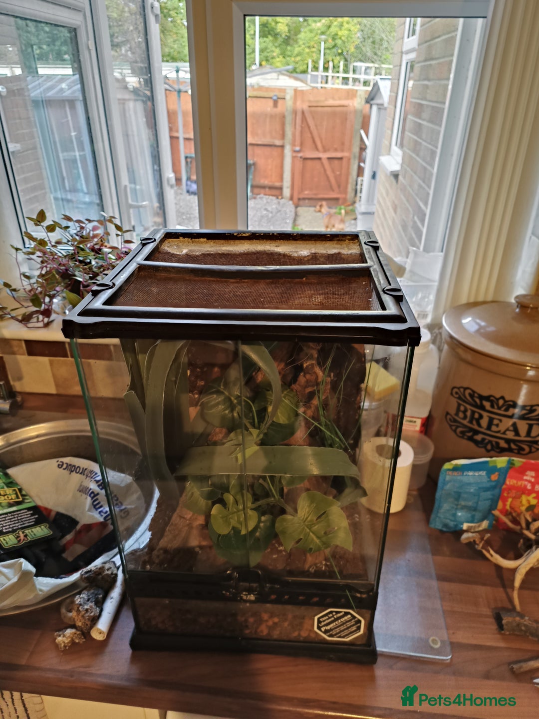 Gecko reptiles for sale: Morning Gecko's and full setup - Image 4