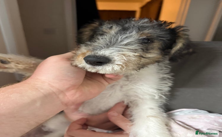 Fox Terrier dogs - Advert 4